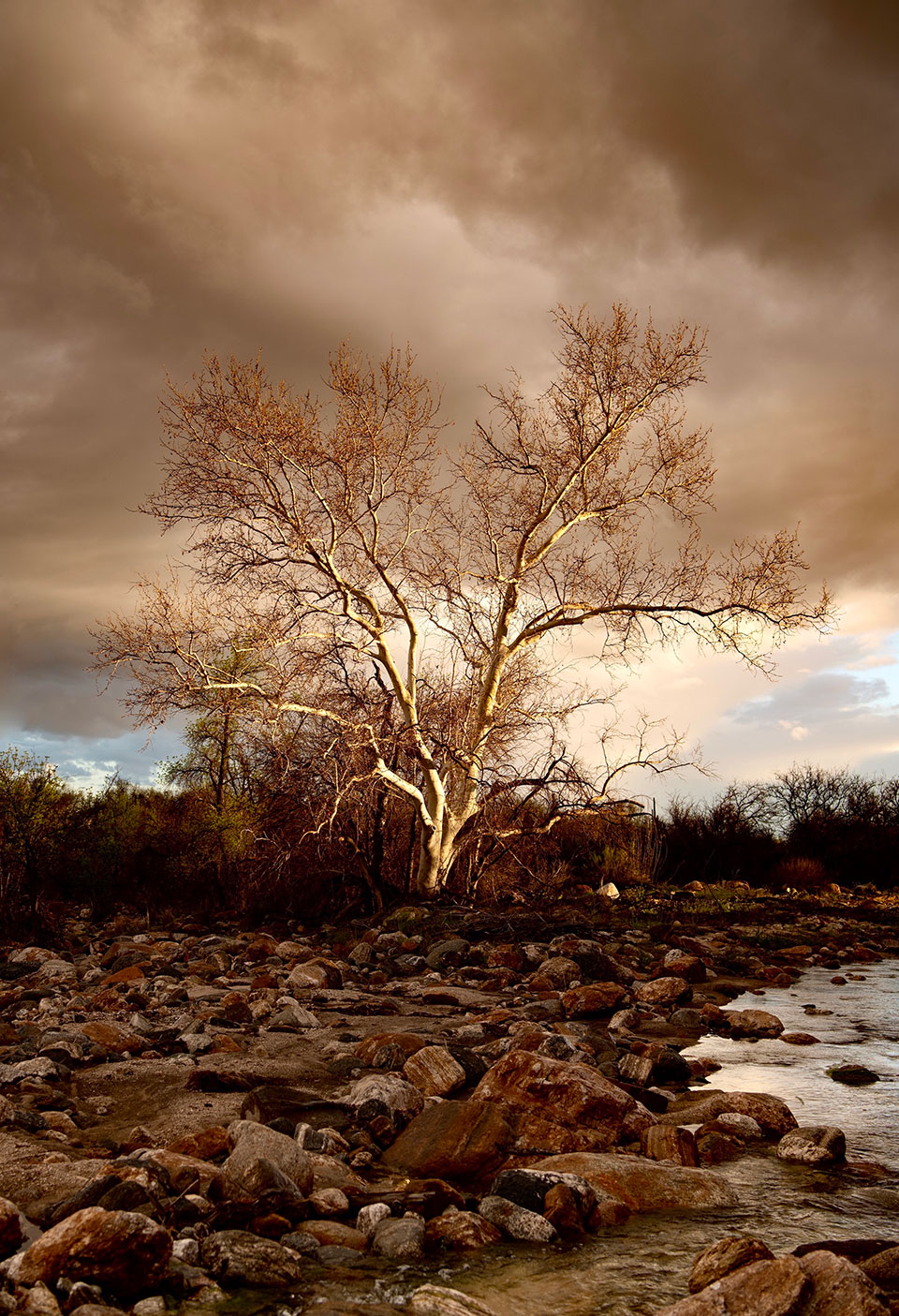 Large barren tree on a rocky riverbank with stormy sky. Photo by Arianna DuPont.