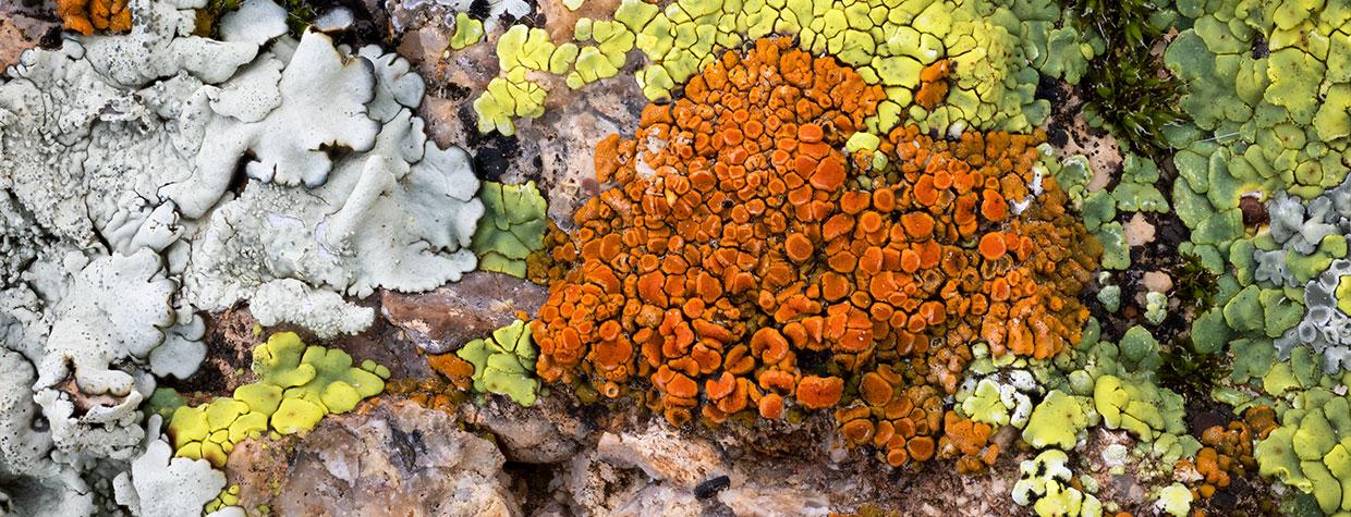 Close-up of colorful lichen by Bruce D. Taubert