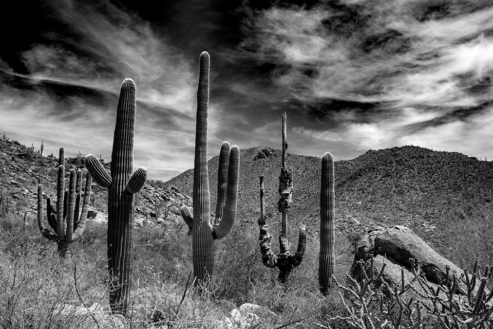 Black and White Wednesday: Ancient saguaros guard the Tortolita Mountains, north of Tucson.