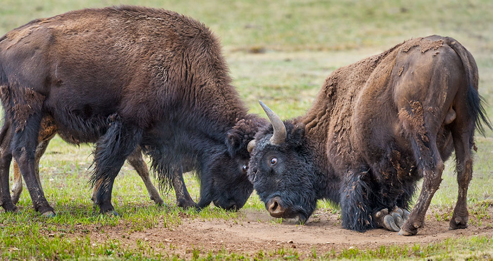 Two of the North Rim’s bison are shown just north of the national park boundary.  Photo by Jack Dykinga