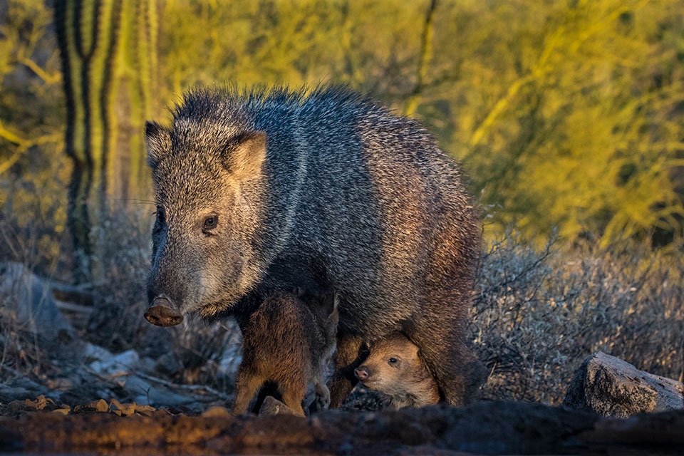 A collared peccary (Pecari tajacu), commonly known as a javelina, guards its young in a desert landscape near Marana, northwest of Tucson. Photograph by Bruce D. Taubert