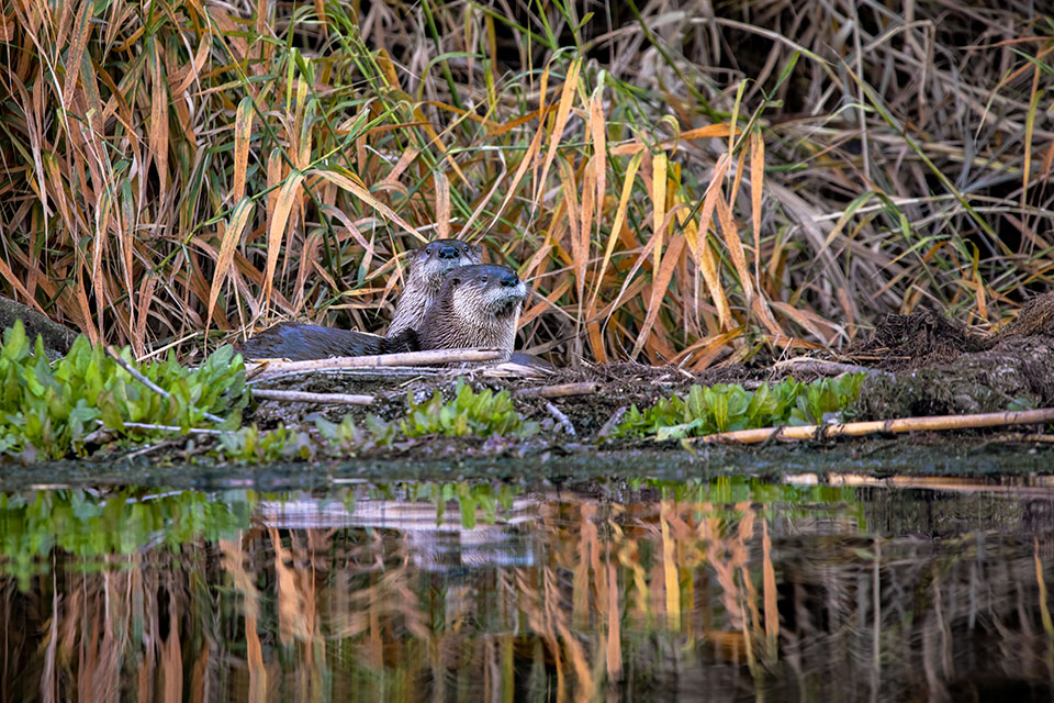 A pair of North American river otters (Lontra canadensis) rest amid riparian vegetation along the Salt River, a key Central Arizona waterway. Photograph by Bruce D. Taubert