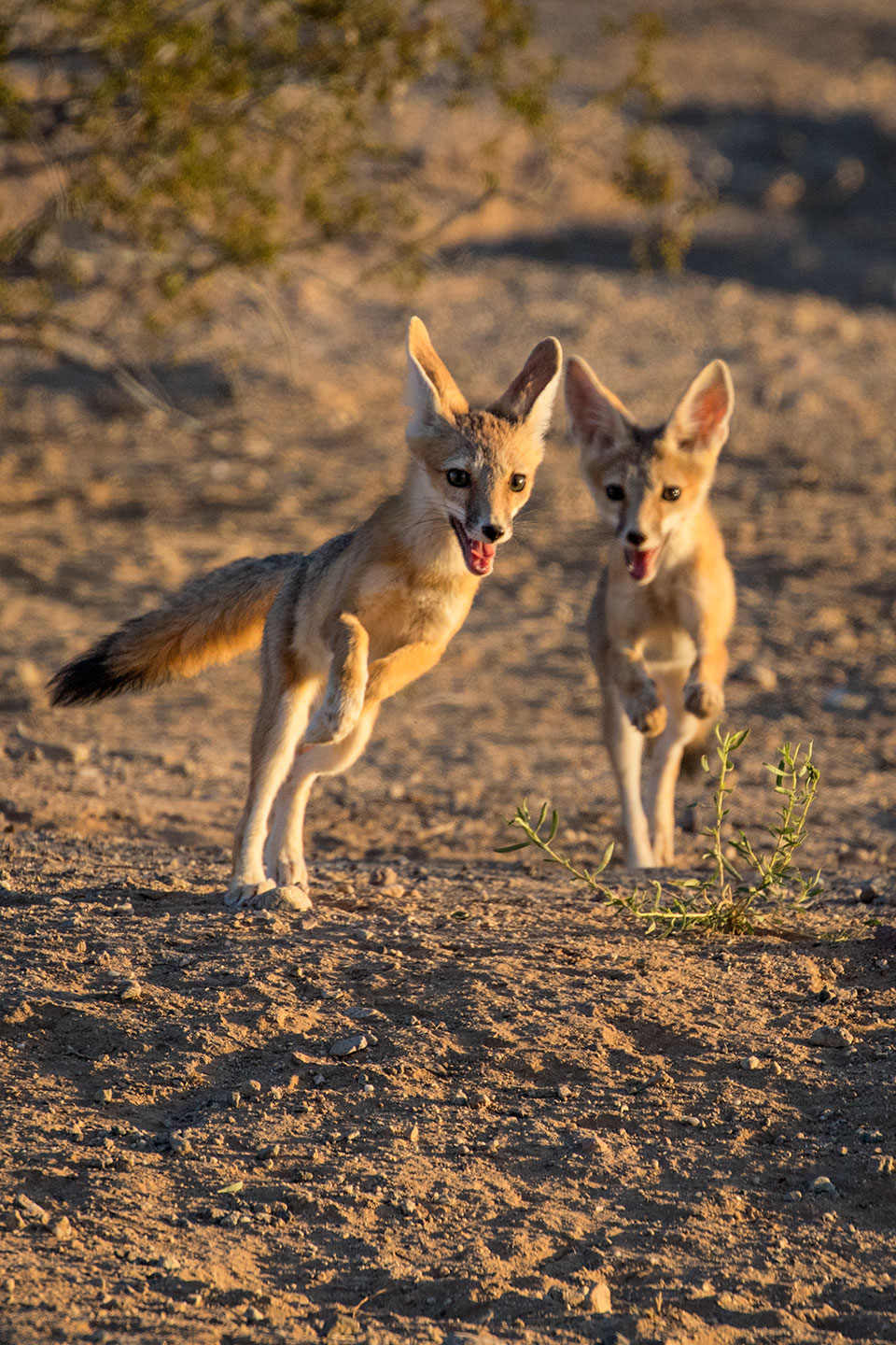 Kit foxes (Vulpes macrotis) frolic near Tonopah, west of the Phoenix area. Photograph by Bruce D. Taubert