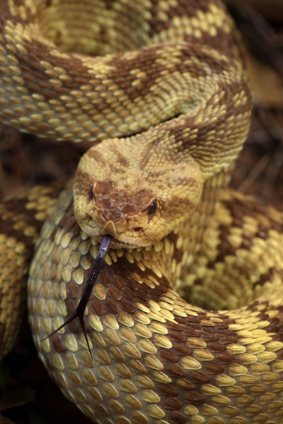 A black-tailed rattlesnake (Crotalus molossus) uses its tongue to taste the air in the Chiricahua Mountains of Southeastern Arizona. Photograph by John Cancelosi