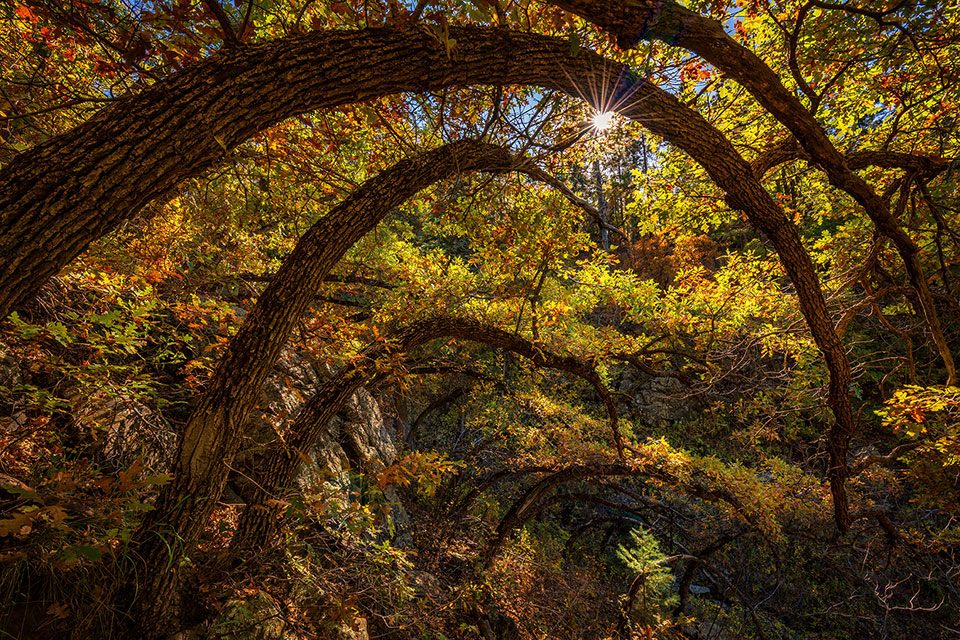 Venerable oak trees arch gracefully in unison in the Prescott National Forest. Photograph by Teresa Rose Ditson.