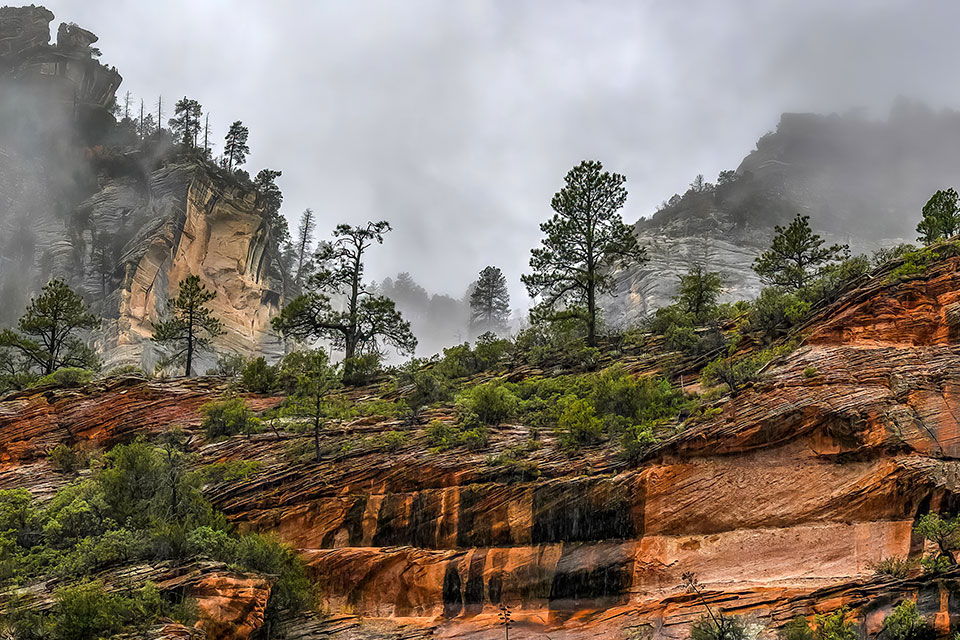 Pine trees on red rocks near Sedona on rainy day. Photograph by Wagner.