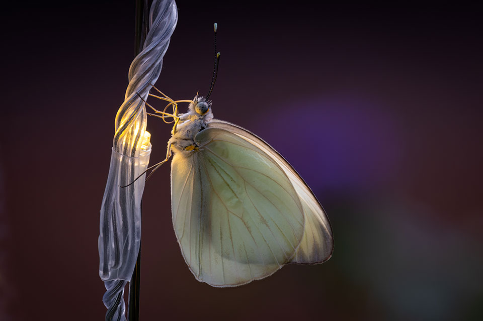 Small white butterfly resting on a small decorative light. Photo by Jonathan Cline.