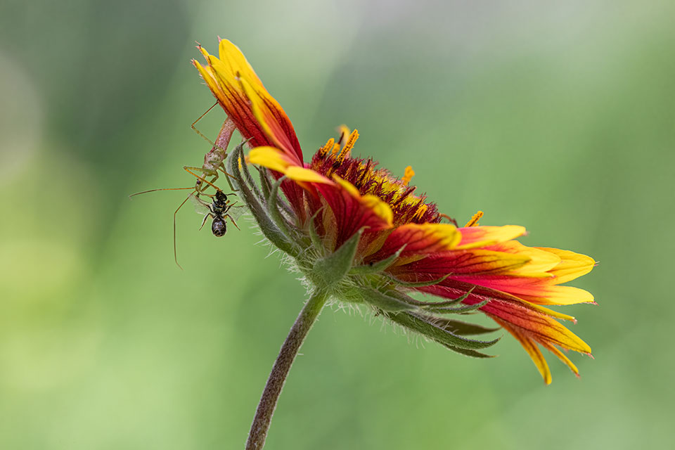 Assassin bug attacking ant on side of flower. Photo by Jonathan Cline.