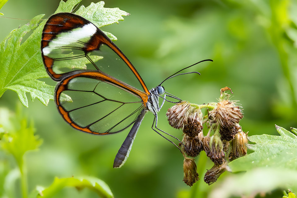 Clear-winged butterfly with green background. Photo by Jonathan Cline.