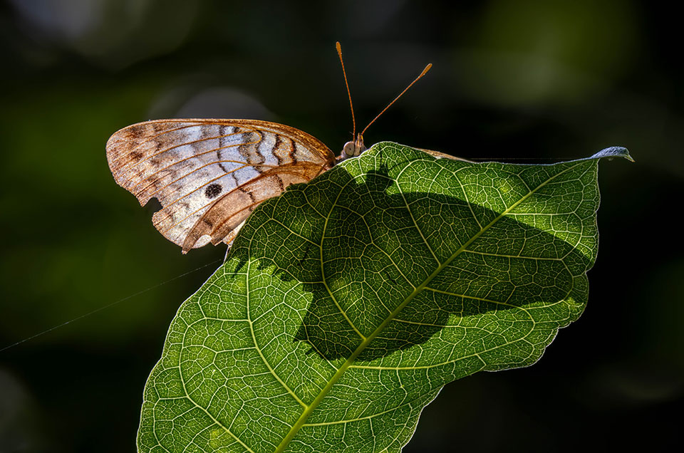 Shadow of a butterfly through a backlit leaf. Photo by Jonathan Cline.