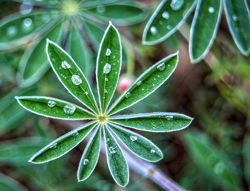 Water drops, like jewels on leaves. Photo by Kirk Higgins.