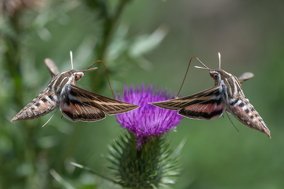 Double White Sphinx moths at the "Thistle Bar". Photo by Lisa Manifold.