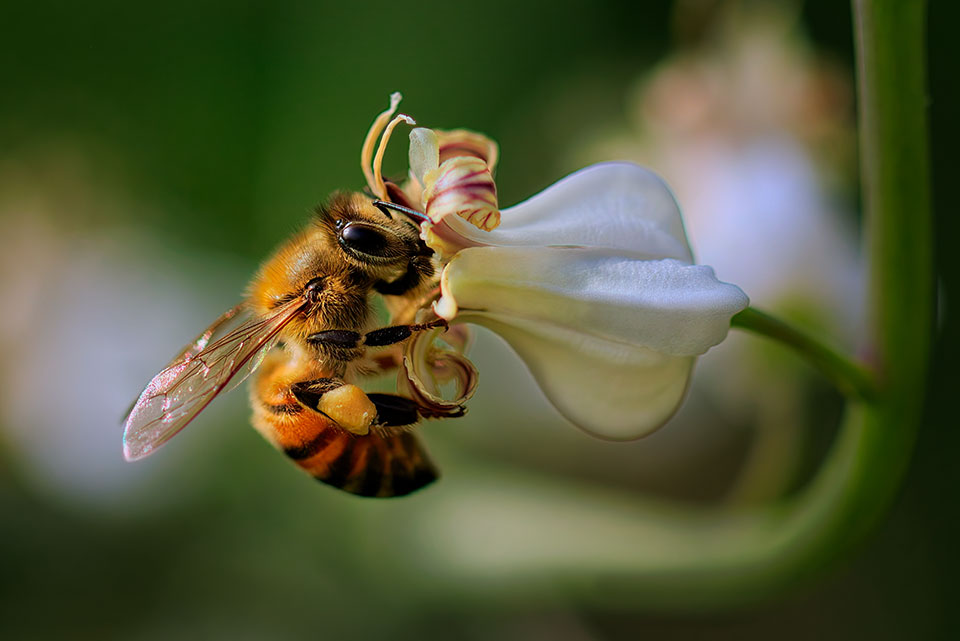 Bee On Jewel Wildflower. Photo by Rick Williams.