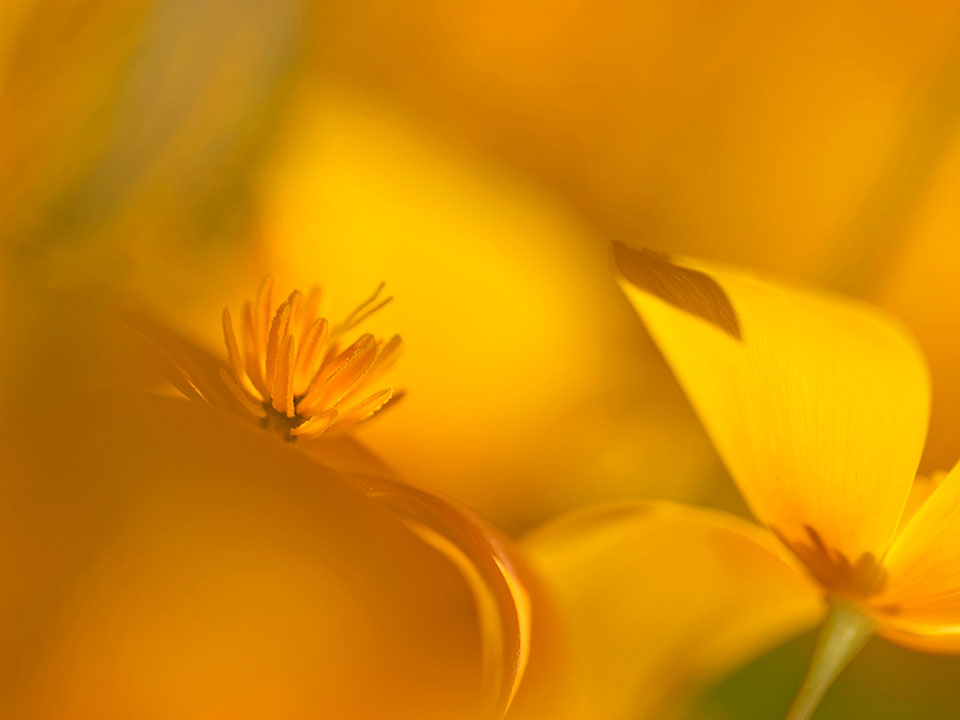 Close-up photo of a California poppy. Photograph by Sue Cullumber.