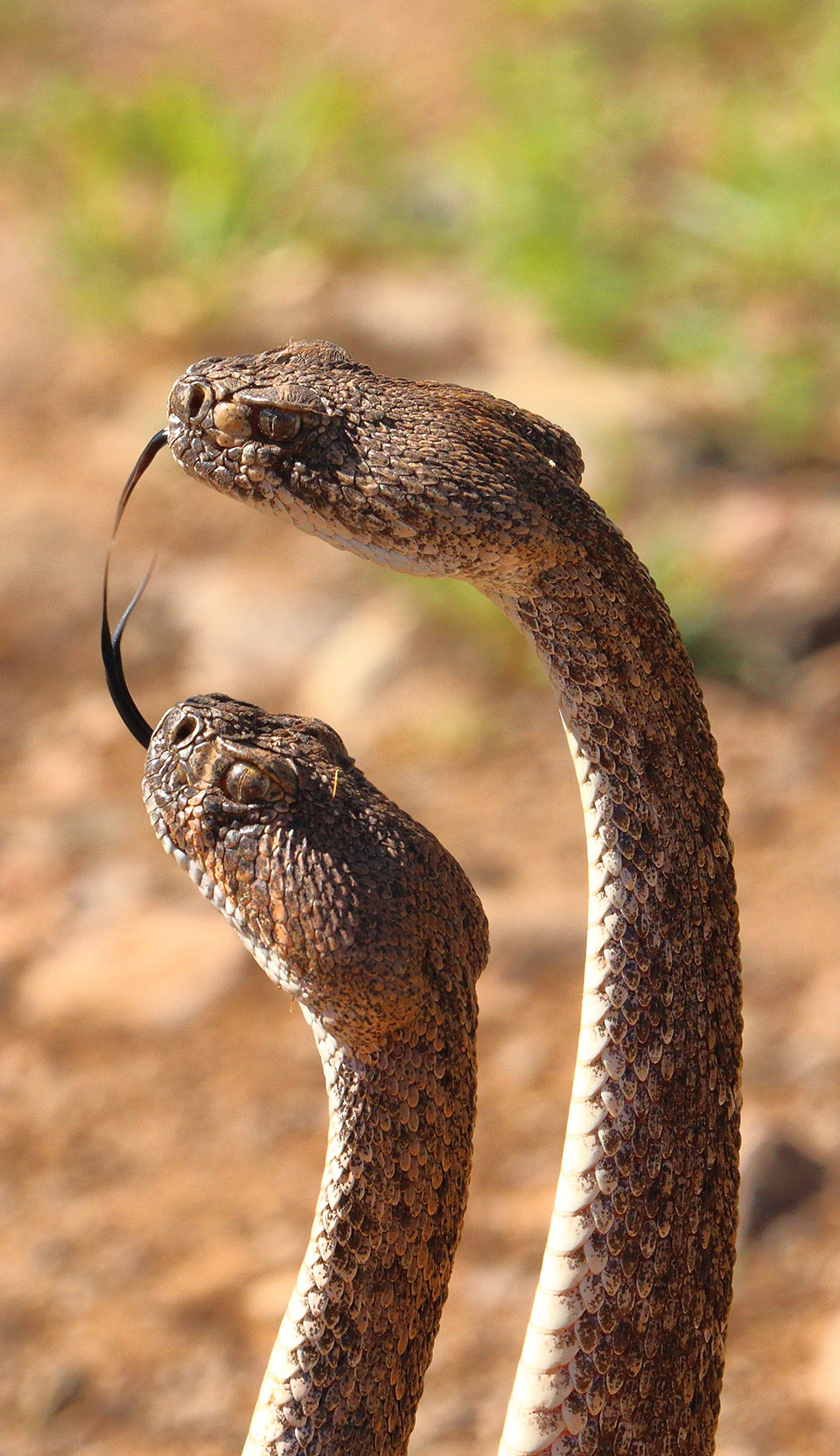 Two diamondbacks caught "kissing" earlier this year in Cave Creek during a rather intense mating session. Photograph by Evan Powell.