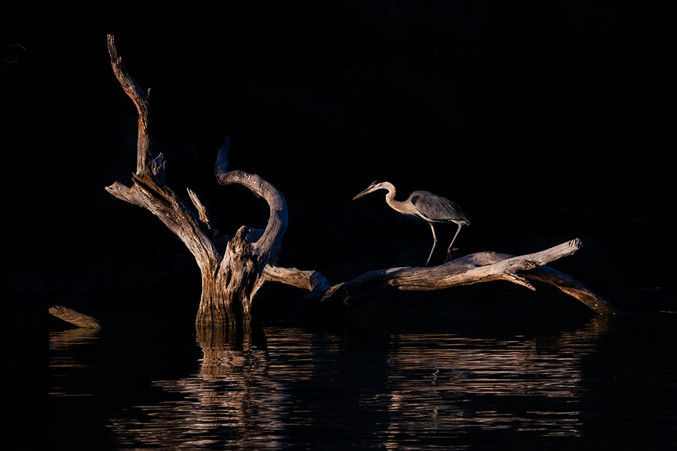 Great Blue Heron hunting from a unique perch, with the early morning light creating a beautiful reflection on the surface of Saguaro Lake. Photograph by Josh Sellke.