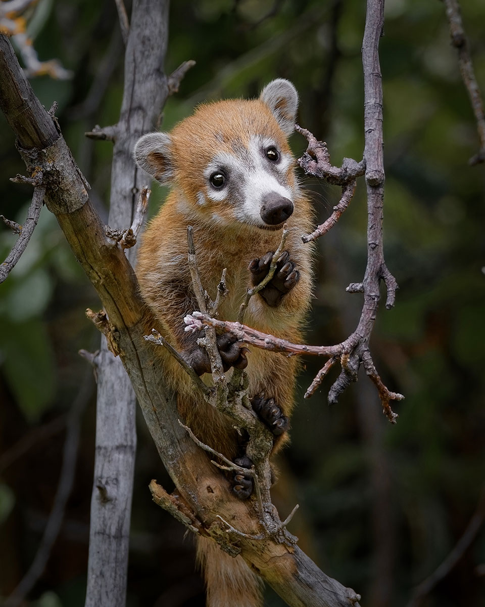 A coatimundi in an apple tree at Tonto Natural Bridge State Park. Photograph by Kersjes.