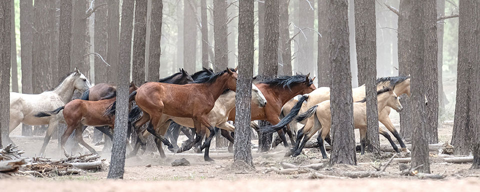 A band of brown and white wild horses run through bare trees in the White Mountains during winter.  Photograph by Paul Martin.