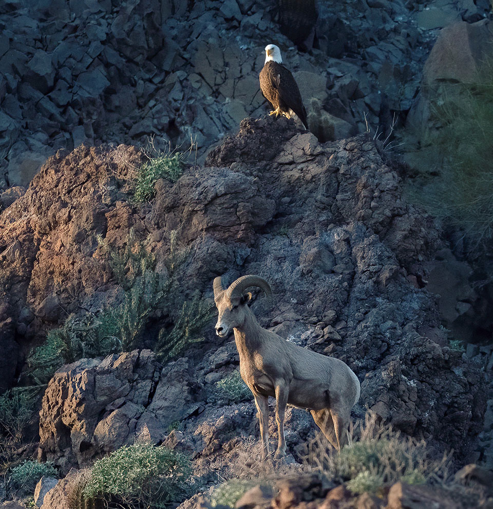 eagle and bighorn sheep ram share the cliffs above the Salt River. Photograph by Paul Martin.