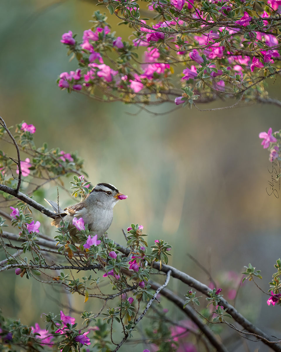 A white-crowned sparrow posing with "nature's lipstick." Photo by Sathya Sayee.