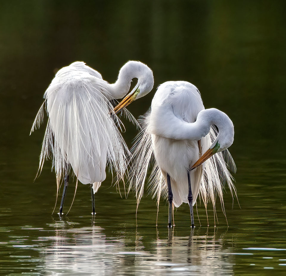 Great egrets preening at Gilbert Riparian Preserve Water Ranch. Photo by Tam Ryan.