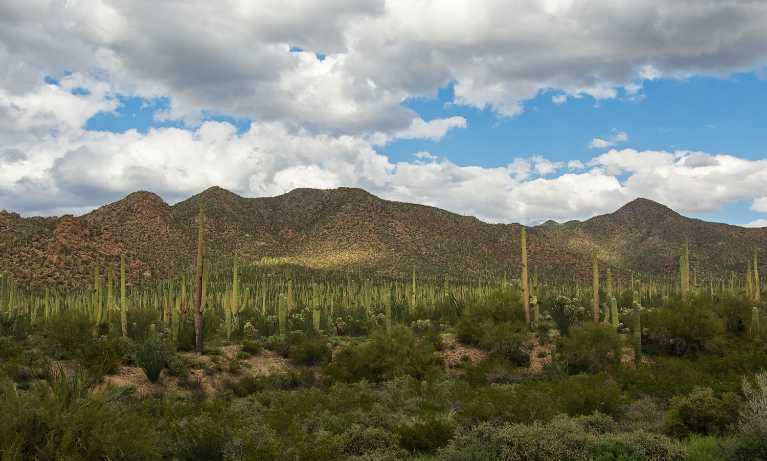 Sunlight breaks through the clouds above the namesakes of Saguaro National Park, near Tucson. Photograph by Debbie Angel.