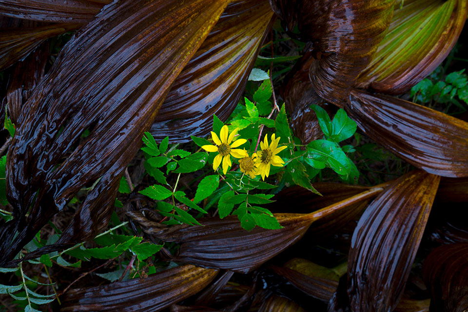 Delicate wildflowers bloom among the leaves of corn lilies in the Chiricahua Mountains of Southeastern Arizona. Photograph by Joel Hazelton.