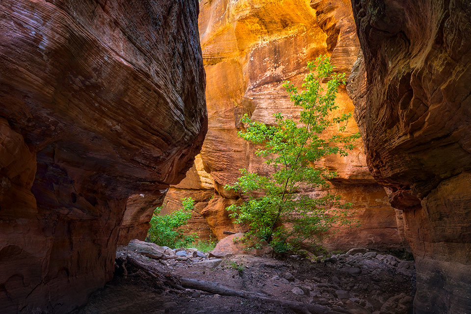 The steep walls of Secret Canyon, in the Sedona area’s Red Rock-Secret Mountain Wilderness, cradle a solitary tree. The Secret Canyon Trail, a well-used hiking route, meanders in and out of the bottom of this canyon. Photograph by Larry Lindahl.