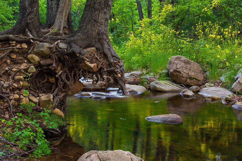 Columbines line the verdant banks of Christopher Creek, east of Payson on the Mogollon Rim. Here, flooding has washed away part of the creek’s banks, leaving the roots of hardy trees exposed. Photograph by Joel Hazelton.