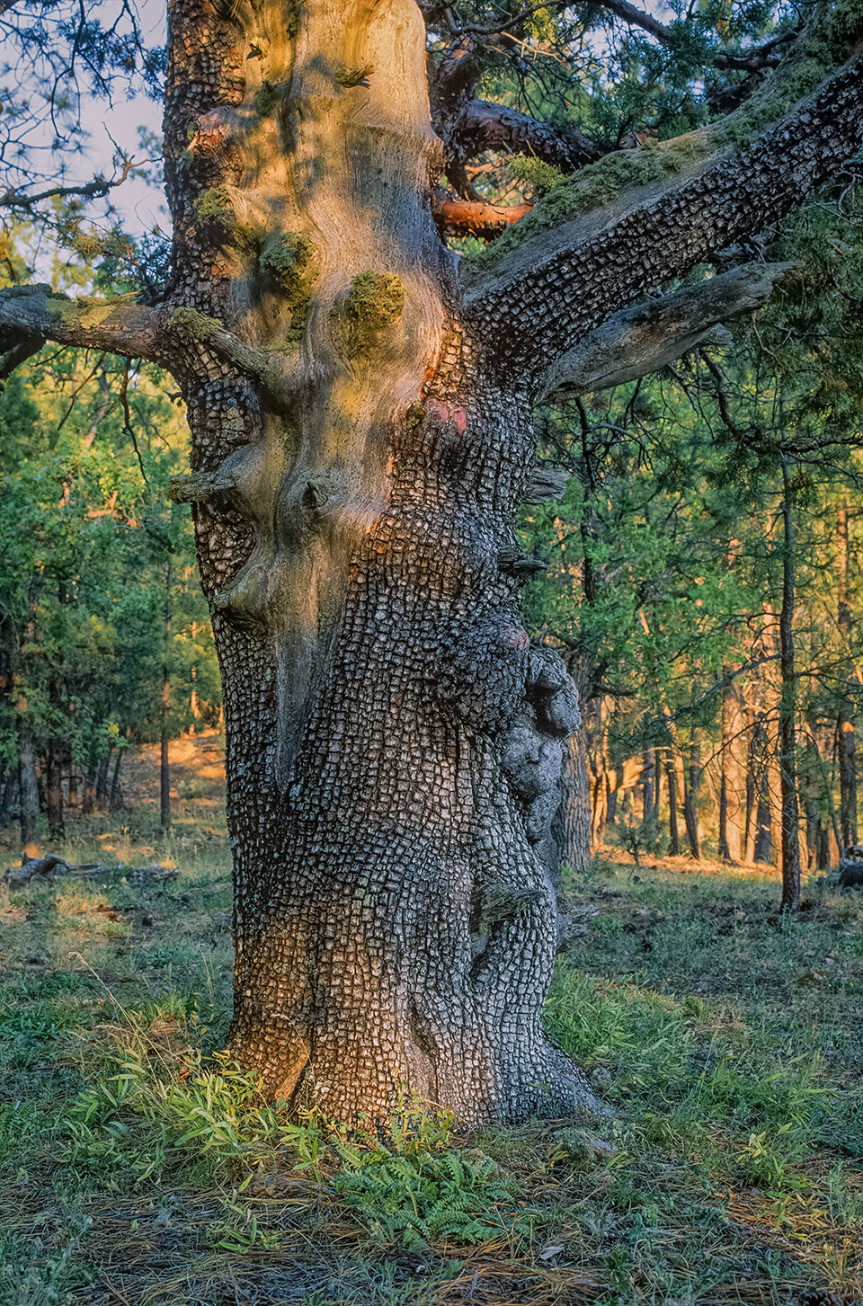 The setting sun illuminates an alligator juniper in the Sedona area’s Loy Canyon. Named for a family that ran cattle there in the late 1800s, the canyon can be explored via the Loy Canyon Trail, a remote hiking route.  Photograph by Larry Lindahl.