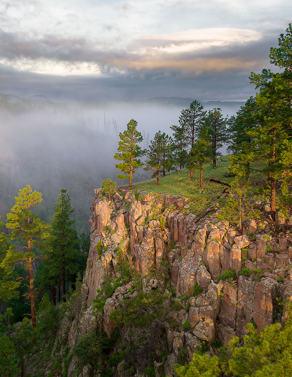 Morning light bathes ponderosa pines and other evergreens on a misty morning above the San Francisco River. This key Eastern Arizona waterway is the largest tributary of the upper Gila River. Photograph by Rusty Childress.