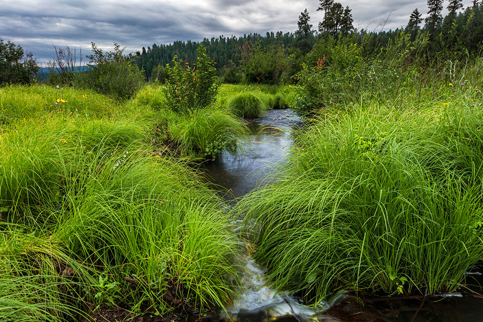 Clumps of tall grass crowd the banks of the West Fork of the Black River, in the White Mountains, amid an approaching storm. The river originates near Alpine and flows for 114 miles to where it joins the White River to form the Salt River.  Photograph by Claire Curran.