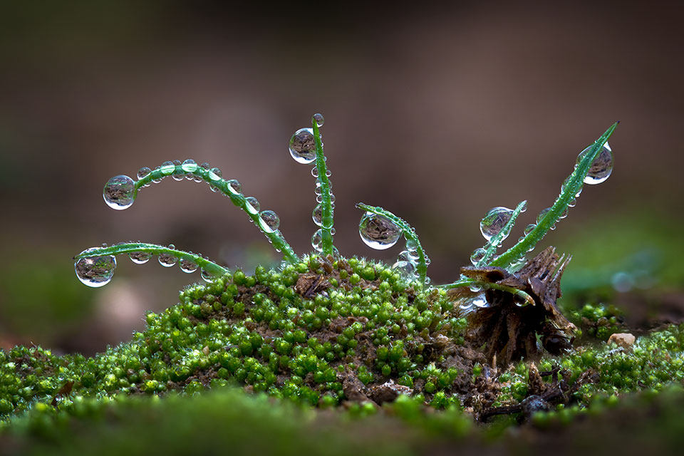 Water droplets collect on tiny sprouts along a wash in the Sonoran Desert. The droplets are the result of guttation, a process by which vascular plants secrete moisture from their leaves. Photograph by Eirini Pajak.