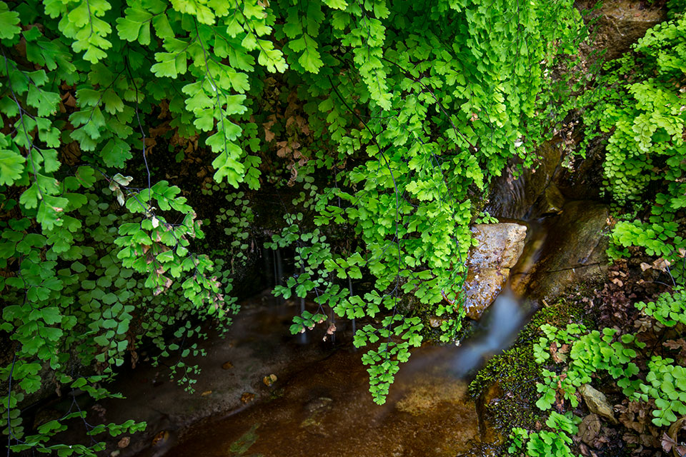 Hanging foliage grows along a perennial spring that feeds  East Clear Creek. Photograph by Joel Hazelton.