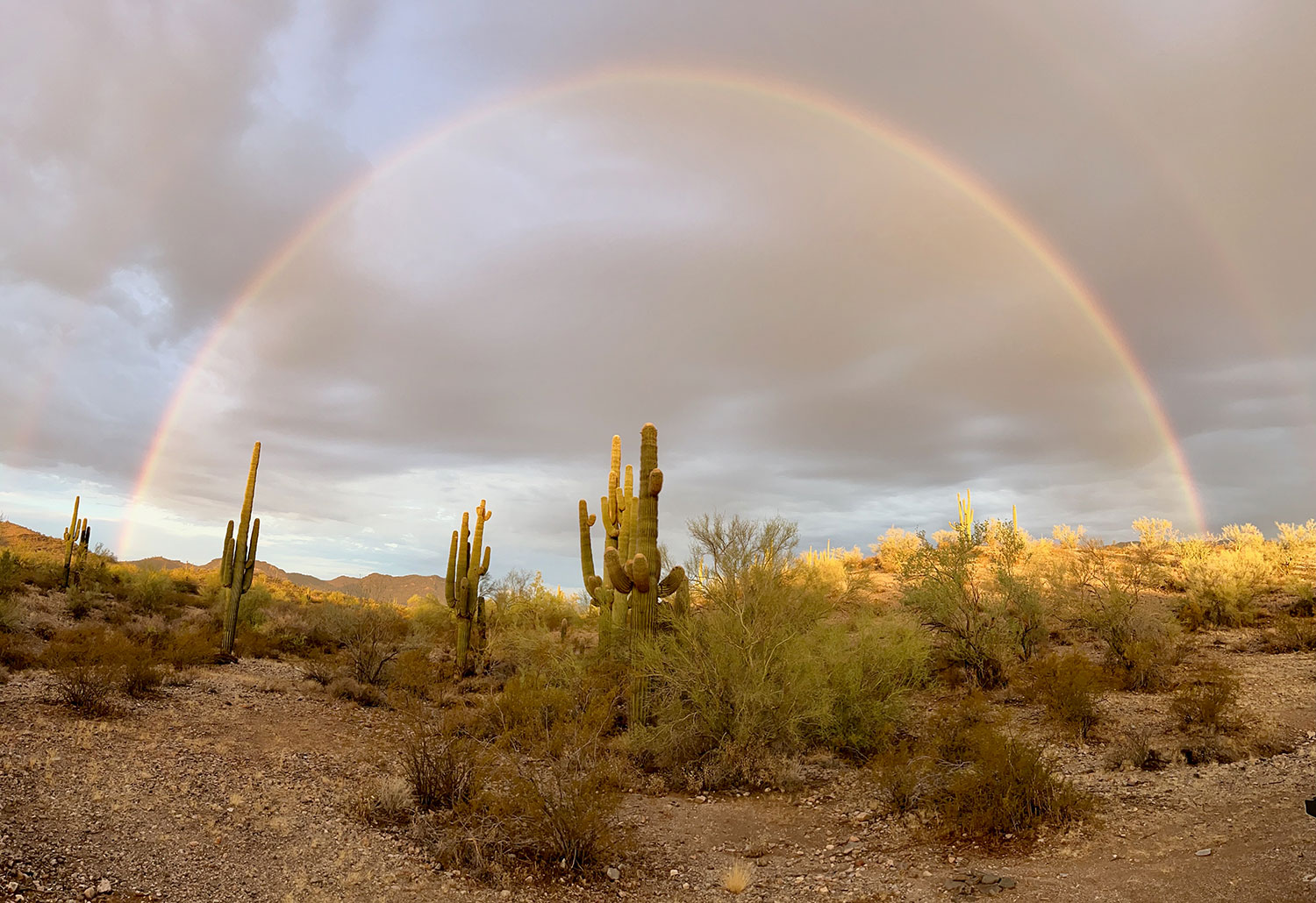 A rainbow arches over saguaros near Southwestern Arizona's Harquahala Mountains. By Mike MacPhail