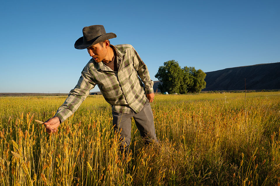 Yadi Wang, the manager of Oatman Flats Ranch, examines a piece of White Sonora wheat. Wang and others at the ranch are finding success via non-industrialized growing methods. By David Wallace