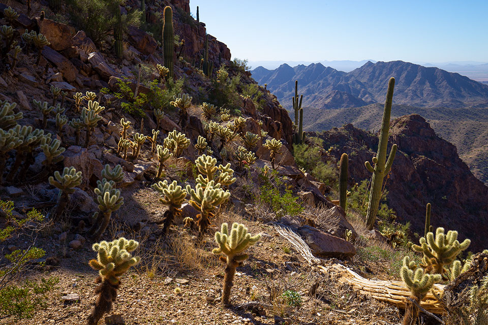 Teddy bear chollas, saguaros and other desert flora thrive in Red Rock Canyon, in the eastern half of the proposed monument. By Joel Hazelton