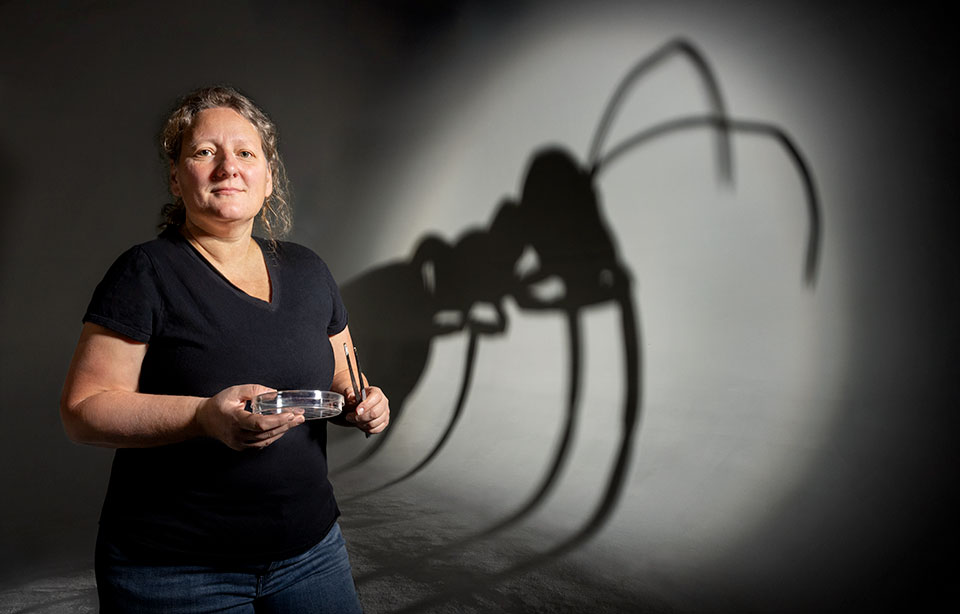 Final product depicting UA professor Anna Dornhaus with petrie dish in front of giant ant shadow. Photograph by Steven Meckler.