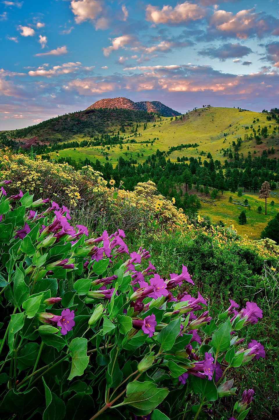 Summer wildflowers thrive on a slope on the east side of the San Francisco Peaks, near Flagstaff.  By Shane McDermott