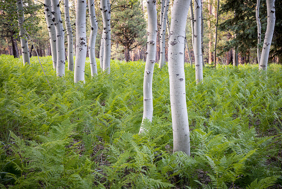 A lush undergrowth of ferns surrounds aspen trunks on a summer day in the Kaibab National Forest. By Rebecca Wilks