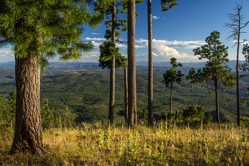 Tall pines punctuate a view from the Mogollon Rim, one of Arizona’s defining landforms, in late-afternoon light. The Rim, an approximately 200-mile-long escarpment, forms part of the plateau’s southern edge. By Joel Hazelton