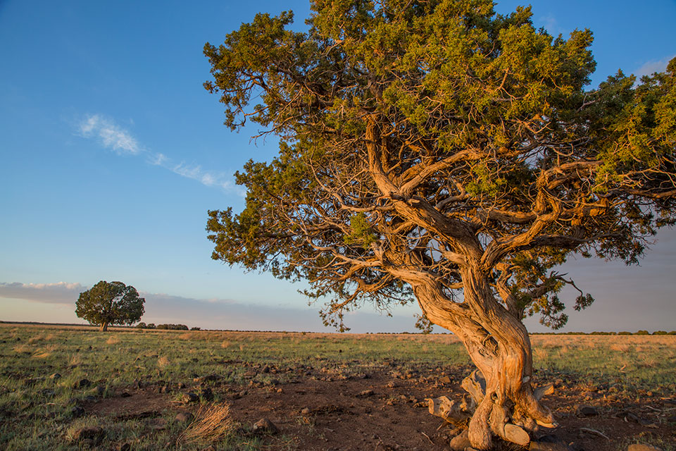 A gnarled juniper guards the grasslands of Anderson Mesa, southeast of Flagstaff. Renowned for its dark night skies, the mesa is home to an observing station operated by Flagstaff’s Lowell Observatory.  By Tom Bean