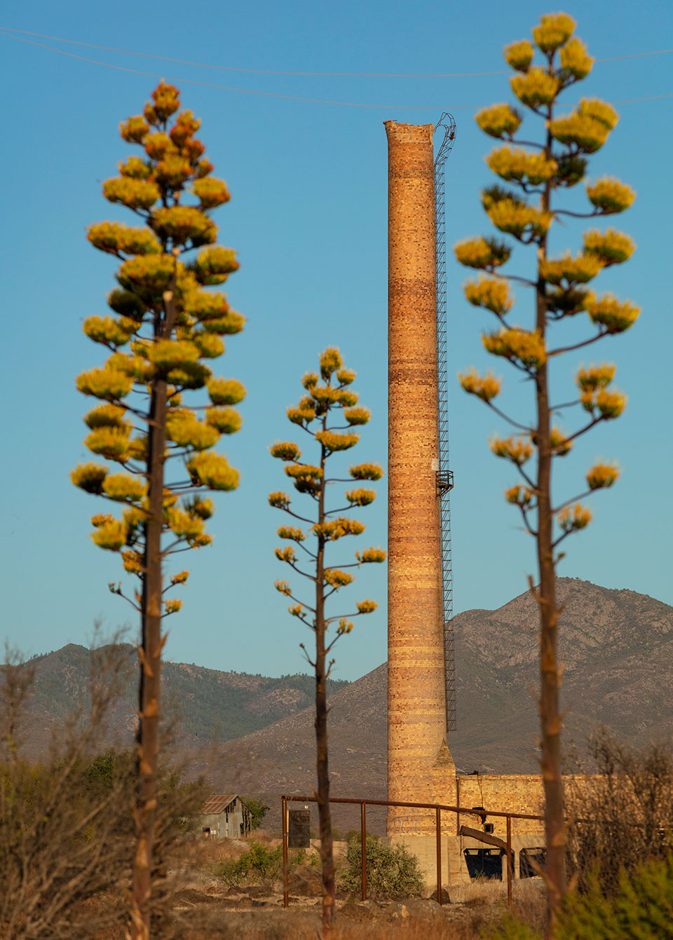 Agave stalks frame a view of  Humboldt’s smelter, which now must be  viewed from a distance. | John Burcham