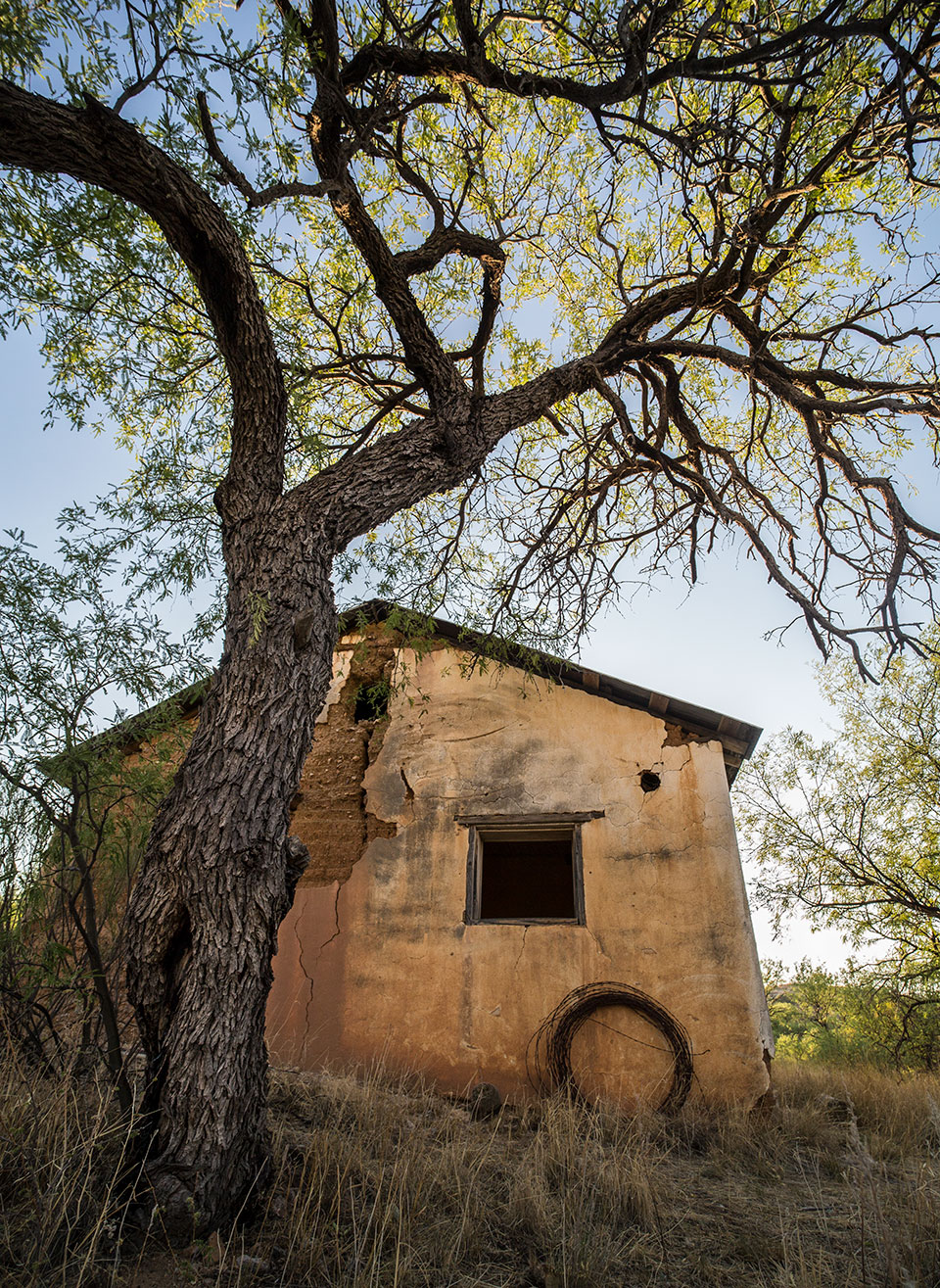 A gnarled tree offers some shade to one of Ruby’s bunkhouses. By Eirini Pajak