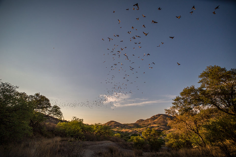 Mexican free-tailed bats take flight from Ruby at sunset. The bats are a common sight in late spring and summer. By Eirini Pajak