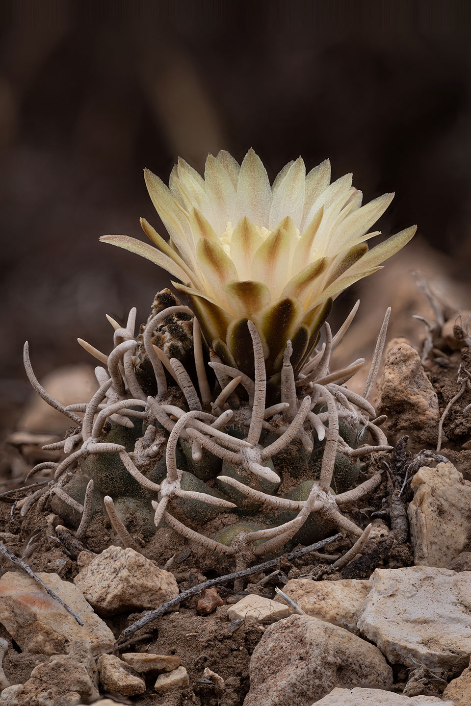 Close-up of small cactus in rocks with large, pale yellow blossom on top. By Eirini Pajak