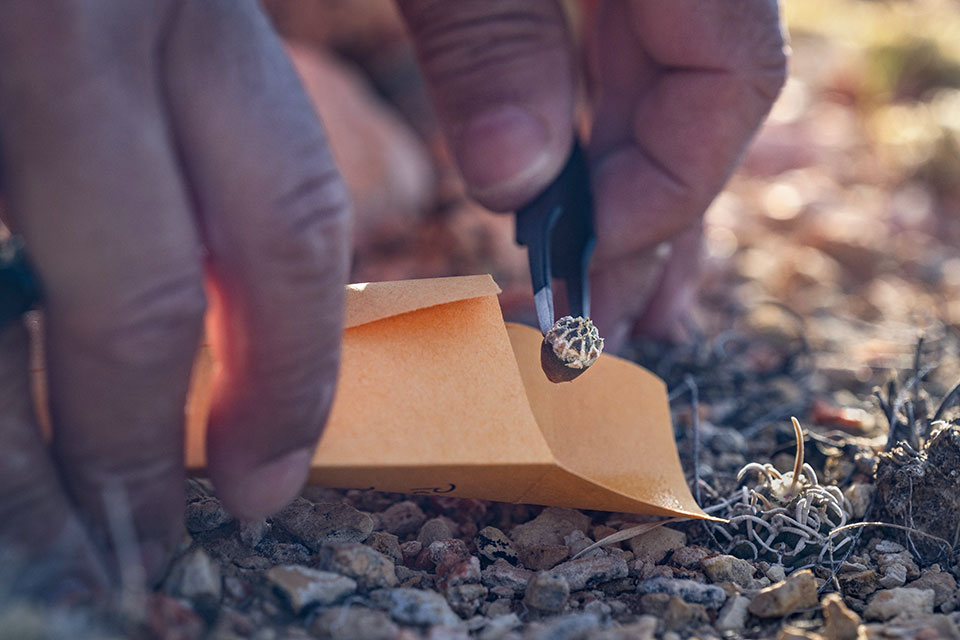 A botanist removes a  fruit from one of the Ficks for later germination in the DBG’s lab. By Eirini Pajak