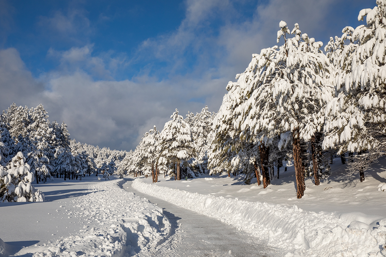 Heavy snow lines a forest road north of the Flagstaff area’s Lake Mary Road. By Tom Bean