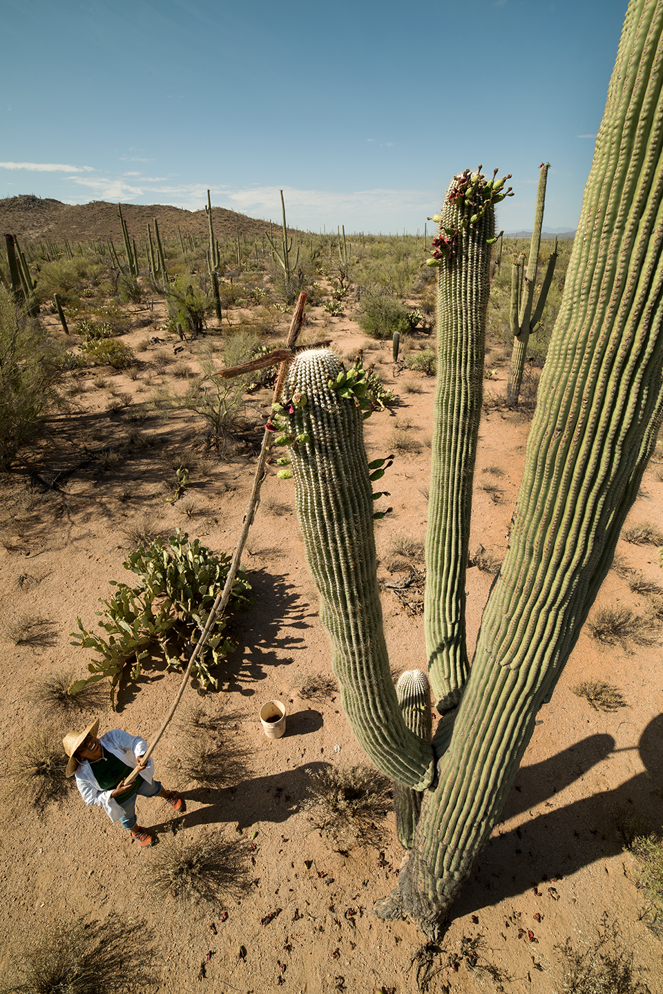 Tanisha Tucker uses a picking pole, made of saguaro ribs and a crosspiece of greasewood, to harvest saguaro fruit at Saguaro National Park. Tucker’s family is one of the few Tohono O’odham families keeping the tradition alive.  By Bill hatcher