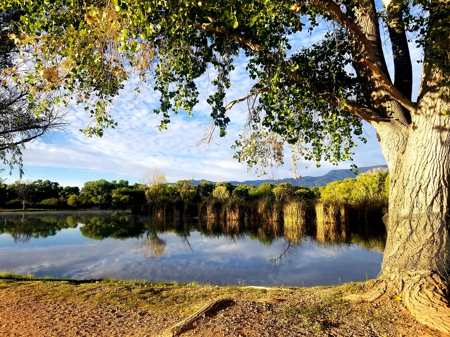 The calm water of the Verde River mirrors the vegetation of Dead Horse Ranch State Park. By Laurie Ortiz